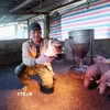 Nông dân ở Sơn La lắp bóng điện sưởi ấm cho đàn lợn của gia đình vào những ngày giá rét. (Ảnh: Quang Quyết/TTXVN)