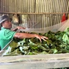 Trồng dâu nuôi tằm là một trong những mô hình sinh kế giúp người dân giảm nghèo hiệu quả. (Ảnh: PV/Vietnam+)