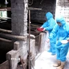 Ban Chỉ đạo phòng, chống dịch xã Thung Nai, tỉnh Phú Thọ hướng dẫn người dân rắc vôi bột để khử trùng chuồng trại. (Ảnh: Thanh Hải/TTXVN)