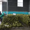 Sơ chế sầu riêng để xuất khẩu. (Ảnh: Hoài Thu/TTXVN)