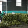 Sơ chế sầu riêng để xuất khẩu. (Ảnh: Hoài Thu/TTXVN)
