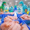 Chế biến cá tra xuất khẩu. (Ảnh: PV/Vietnam+)