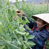 Các mô hình sản xuất nông nghiệp đã hỗ trợ các hộ nghèo, cận nghèo áp dụng khoa học công nghệ, nâng cao năng suất và chất lượng sản phẩm. (Nguồn: Vietnam+)