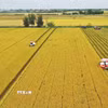 Thu hoạch thí điểm lúa chất lượng cao thuộc Đề án 1 triệu ha chuyên canh lúa chất lượng cao, phát thải thấp tại xã Láng Biển, huyện Tháp Mười, Đồng Tháp. (Ảnh: Nhựt An/TTXVN)