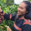 Thu hoạch cà phê được trồng bằng phương pháp hữu cơ. (Ảnh: Hồng Điệp/TTXVN)