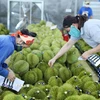 Công nhân dán tem sầu riêng để phục vụ cho công tác xuất khẩu. (Ảnh: Hoài Thu/TTXVN)
