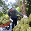 Người dân thu hoạch sầu riêng Ri6 ở Cần Thơ. (Ảnh: Thu Hiền/ TTXVN)