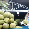 Thu hoạch sầu riêng sắp vào chính vụ. (Ảnh: Thu Hiền/TTXVN)