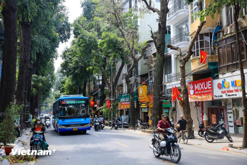Cây Sao Đen trên phố Lò Đúc. (Ảnh: PV/Vietnam+)