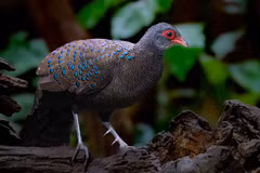 Thông qua những khuôn hình chân thực, “Vietnam Wild Live” hướng đến việc kết nối con người với thiên nhiên, từ đó khơi gợi nhận thức và trách nhiệm bảo tồn đa dạng sinh học. (Ảnh: Đỗ Doãn Hoàng)