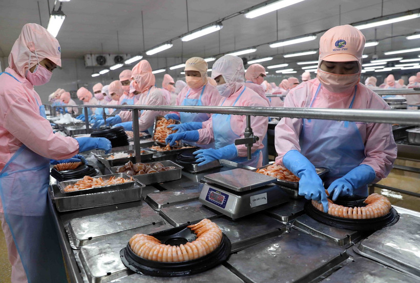 Chế biến tôm xuất khẩu ở nhà máy của Tập đoàn Thuỷ sản Minh Phú. (Ảnh: Vũ Sinh/TTXVN)