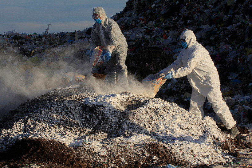 Tiêu hủy gia cầm nhiễm cúm. (Ảnh minh họa: AFP/TTXVN)