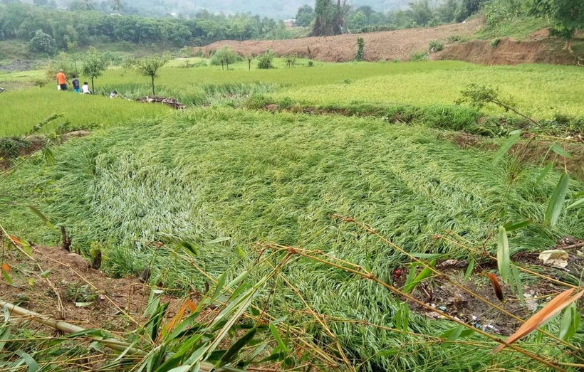 Ruộng lúa bị đổ ngã do mưa đá kèm lốc xoáy. (Ảnh: TTXVN phát)