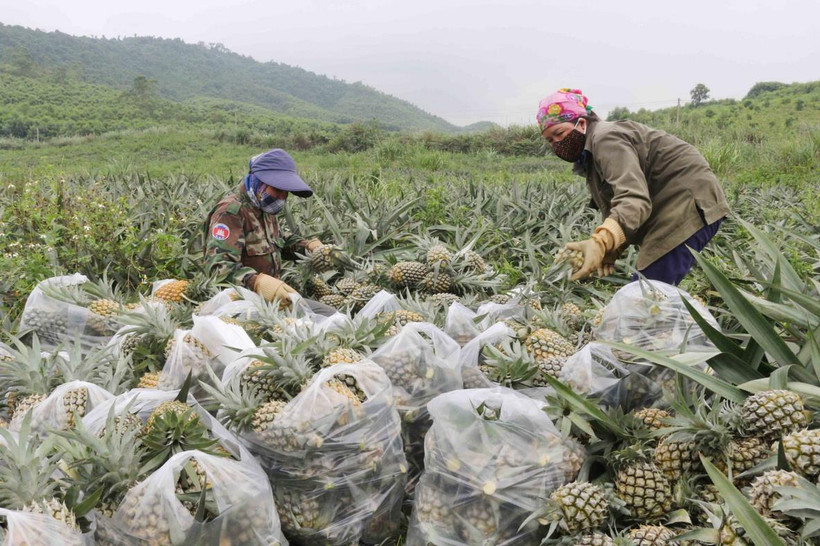 Giá dứa ổn định khiến nông dân phấn khởi. (Ảnh: Nguyễn Oanh/TTXVN)