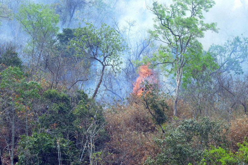 Vụ cháy rừng tại bản Na Pản, xã Chiềng Đông, huyện Yên Châu, tỉnh Sơn La. (Ảnh minh họa: Quang Quyết/TTXVN)