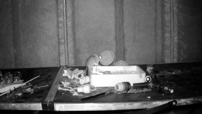 Hình ảnh thu được từ camera chú chuột đang dọn dẹp các đồ vật đặt vào trong một chiếc khay. (Nguồn: Newsflare)