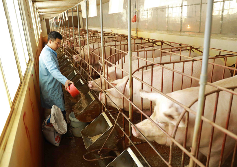 (Ảnh minh họa. Nguồn: TTXVN)