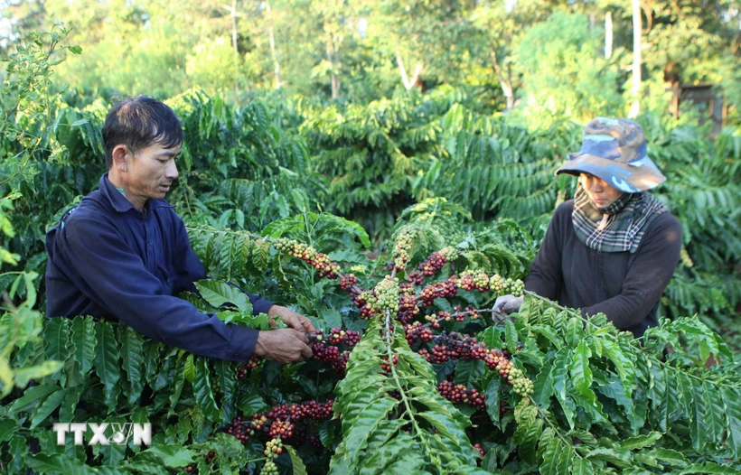 Thu hoạch càphê. (Nguồn: TTXVN)