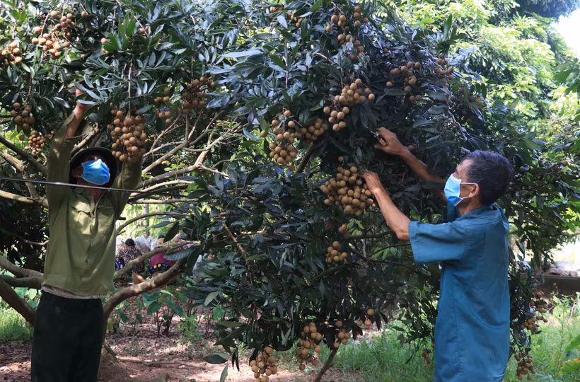 Người dân Hưng Yên thu hoạch nhãn tại vườn gia đình. (Ảnh: Đinh Tuấn/TTXVN)
