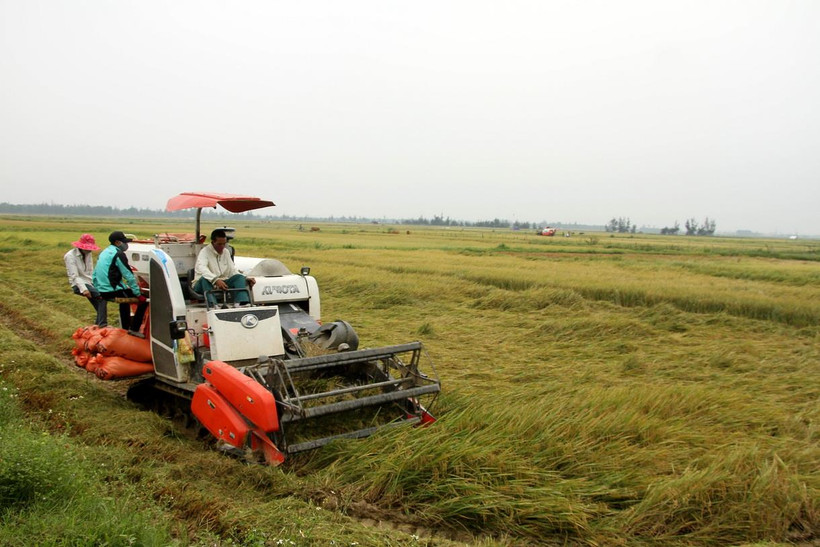 Để hạn chế thiệt hại, nhiều gia đình ở xã Hàm Ninh, huyện Quảng Ninh (Quảng Bình) phải tiến hành thu hoạch sớm. (Ảnh: Văn Tý/TTXVN)