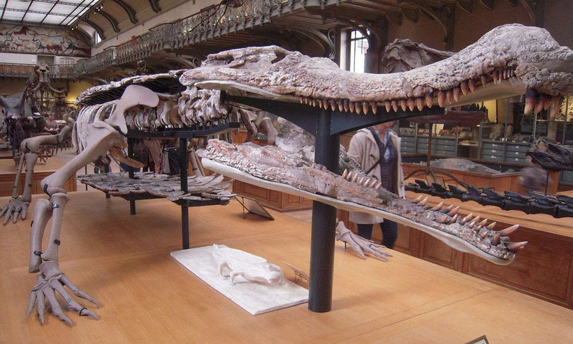 Mô hình bộ xương của loài cá sấu cổ đại Sarcosuchus tại Bảo tàng Tự nhiên Quốc gia ở Paris, Pháp. (Nguồn: Wikimedia Commons)