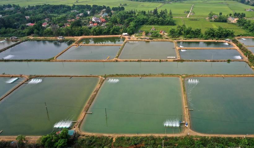 Ao nuôi tôm nước lợ. (Ảnh: Hồ Cầu/TTXVN)