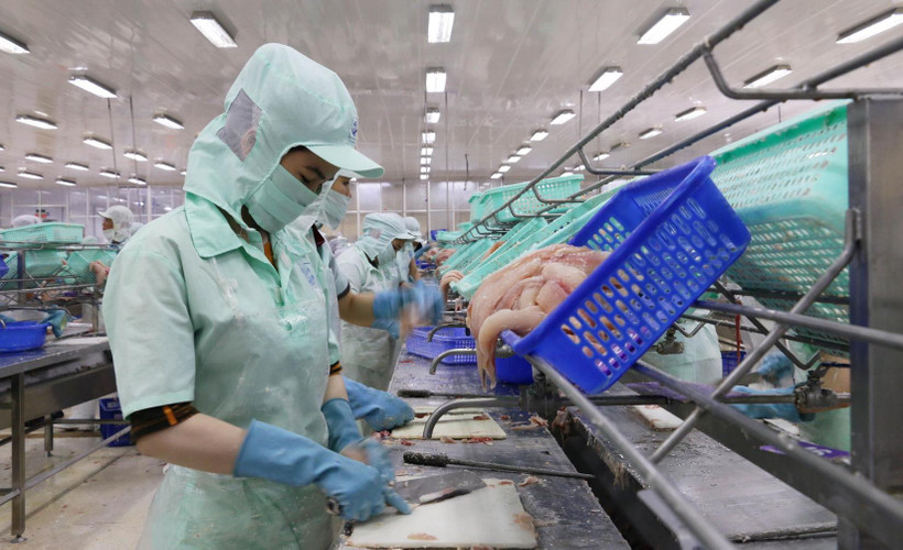 Chế biến cá tra xuất khẩu tại tỉnh An Giang. (Ảnh: TTXVN)