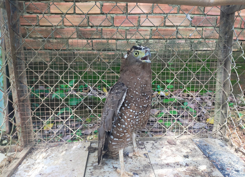 Cá thể diều hoa Miến Điện thuộc nhóm nguy cấp, quý hiếm cần được bảo tồn. (Ảnh: TTXVN phát)