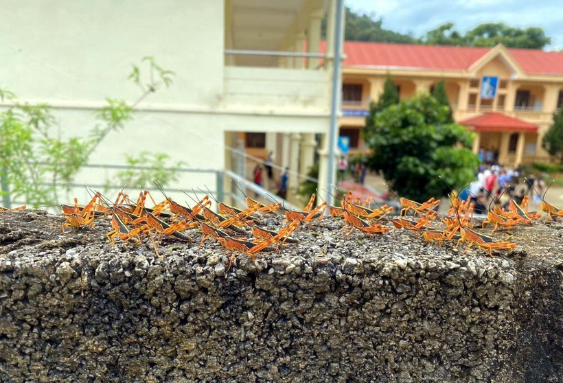 Châu chấu tre lưng vàng xuất hiện gây hại cho cây trồng tại xã Thiện Hòa, huyện Bình Gia, tỉnh Lạng Sơn. (Ảnh: TTXVN phát)