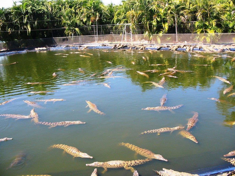 Những con cá sấu tại công viên hoang dã Crocodylus. (Nguồn: mapio.net)