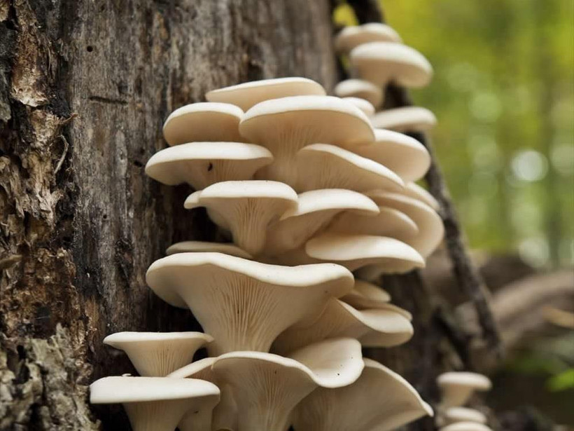 Nấm sò. (Nguồn: Amazon)