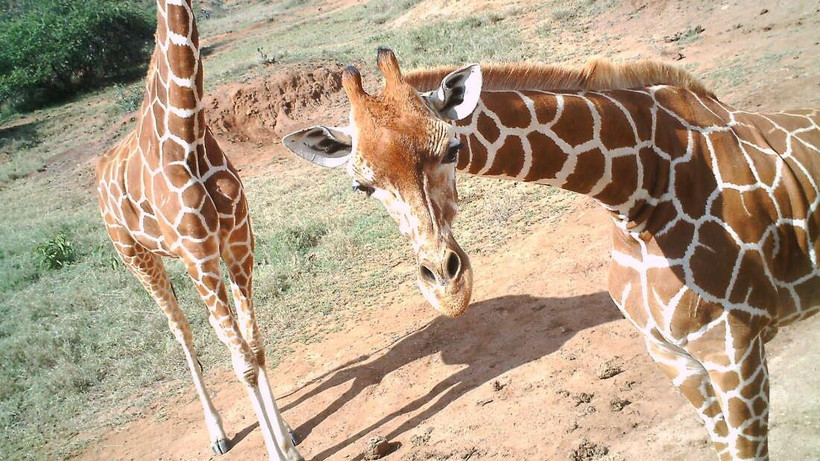 Bức ảnh selfie của một chú hươu cao cổ. (Nguồn: ZSL)