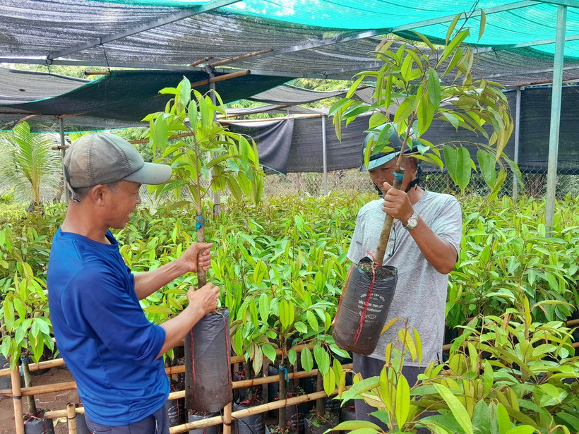 Cây sầu riêng giống tăng từ 10.000đ lên 30.000đ/cây. (Ảnh: K GỬIH/TTXVN)