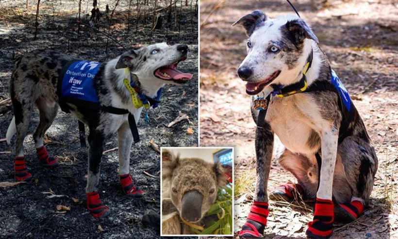 Chú chó Bear tham gia giải cứu những con gấu koala trong thảm họa cháy rừng ở Australia. (Nguồn: Dailymail)