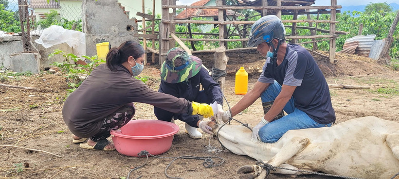 Chính quyền huyện Mang Yang hỗ trợ người dân cách phòng và điều trị bệnh lở mồm long móng. (Ảnh: Hoài Nam/TTXVN)