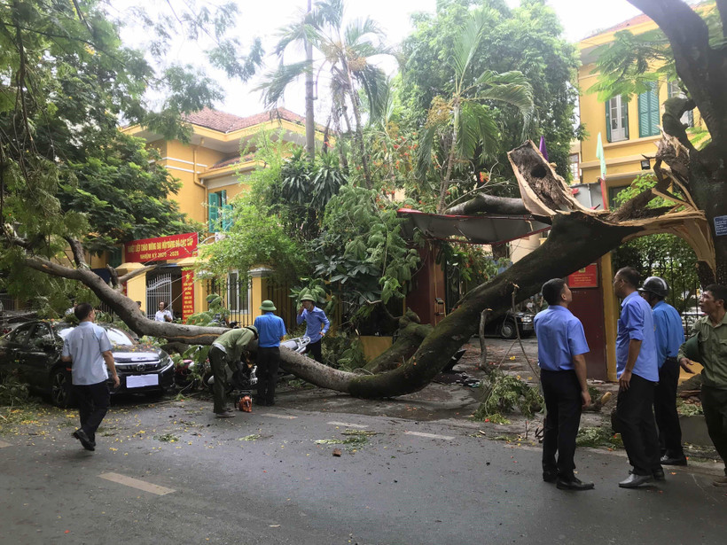 Hiện trường vụ cây cổ thụ đổ gẫy, đè bẹp ôtô và xe máy tại Hải Phòng. (Ảnh: Trần Hoàng Ngọc/TTXVN)