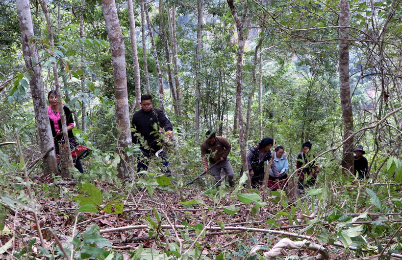 Người dân xã Pha Mu, huyện Than Uyên tham gia bảo vệ, phát triển rừng. (Ảnh: Việt Hoàng/TTXVN)