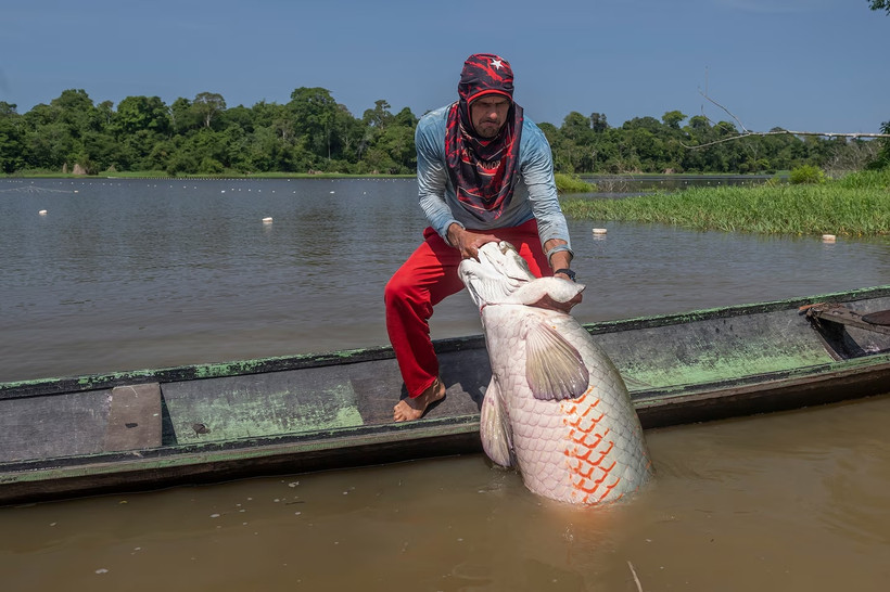 Ngư dân bắt một con cá Hải tượng long trên sông Amazon. (Nguồn: National Geographic)