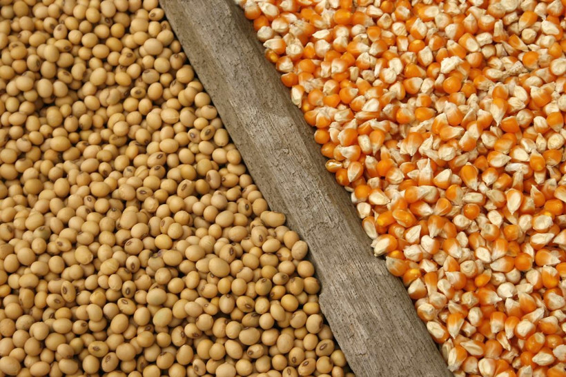 Ảnh minh họa. (Nguồn: world-grain.com)