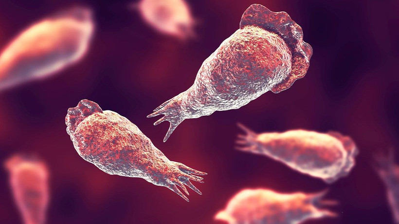 Loại amip ăn não có khả năng gây tử vong. (Nguồn: 