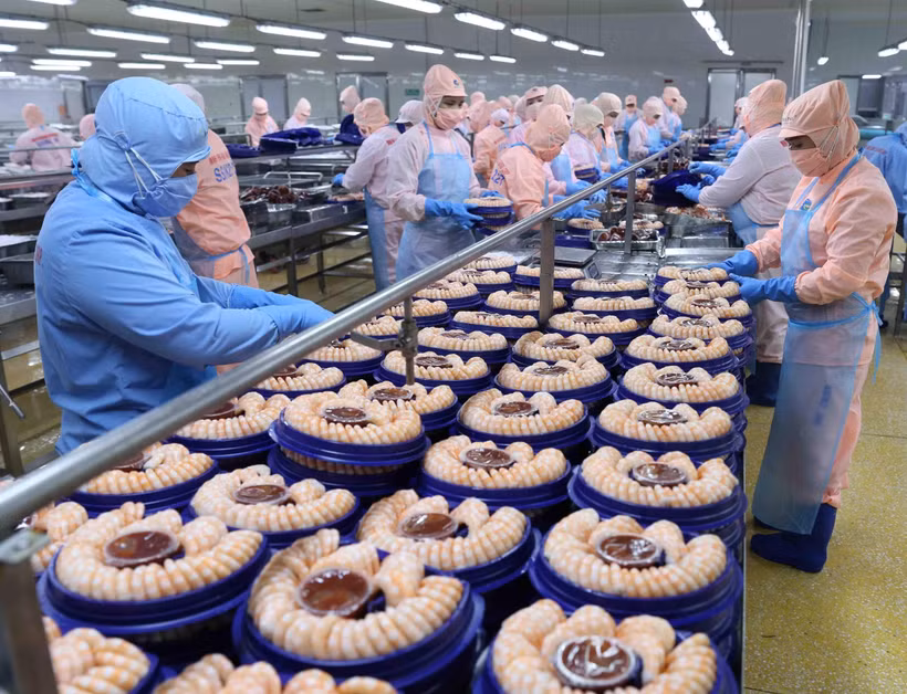 Chế biến tôm xuất khẩu tại nhà máy của Tập đoàn Minh Phu Seafood Corp tại Khu công nghiệp Nam Sông Hậu (Hậu Giang). (Ảnh: Vũ Sinh/TTXVN)