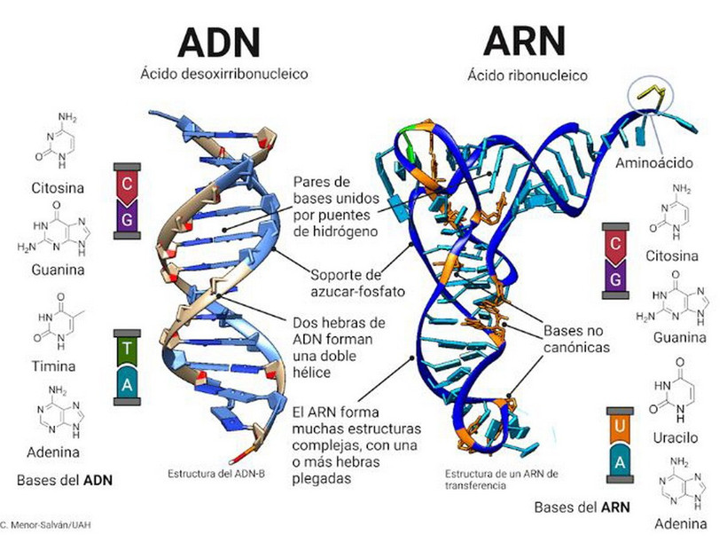 Hình minh họa ADN và ARN. (Nguồn: ecosistemas)