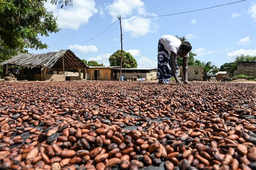 Nông dân phơi hạt ca cao tại làng Bringakro, Côte d'Ivoire. (Nguồn: AFP/TTXVN)