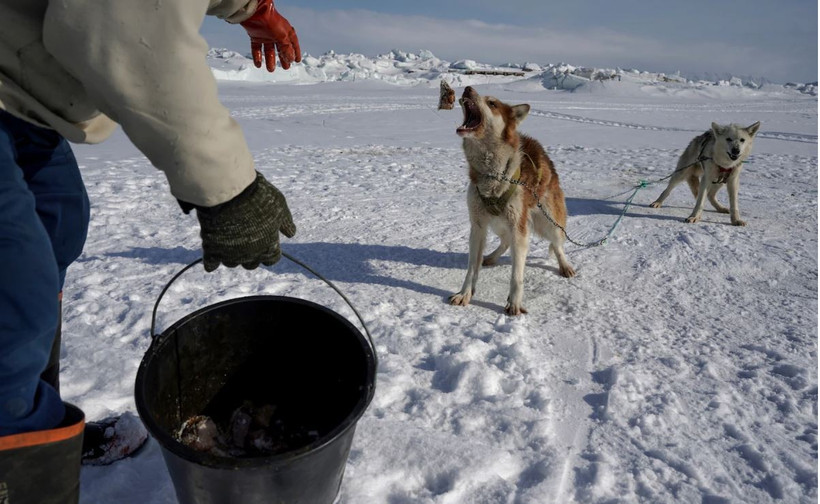 Người dân cho chó ăn thịt hải cẩu ở Qaanaaq, Greenland. (Nguồn: The Washington Post)