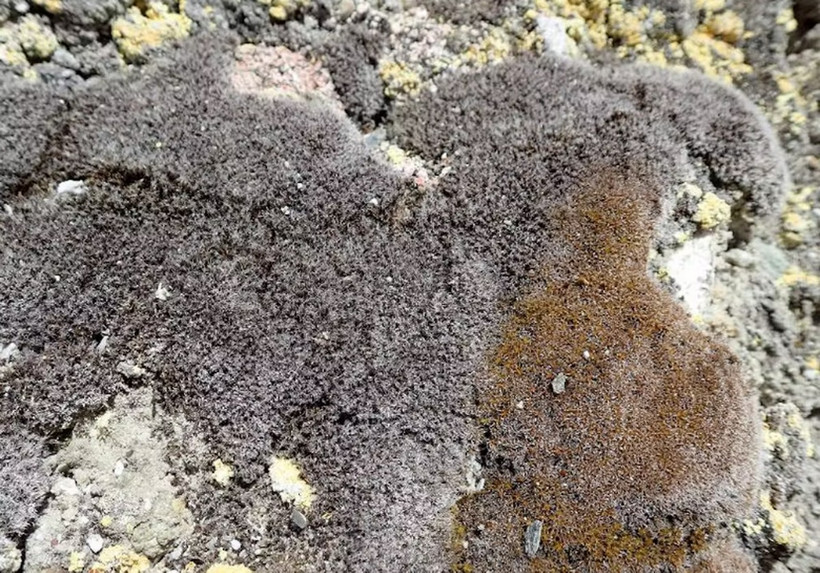 Syntrichia caninervis là một loài rêu phổ biến mọc ở môi trường sa mạc khắc nghiệt. (Nguồn: scienceillustrated)