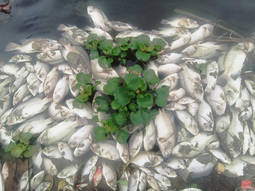 Hình ảnh cá chết la liệt trên suối Cổ Đam chảy qua địa phận các phường Ba Đình, Lam Sơn (thị xã Bỉm Sơn) ngày 24/2. (Nguồn: Báo Thanh Hóa)