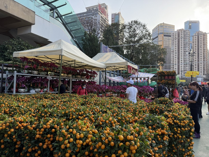 Quất vàng được người dân Hong Kong đặc biệt yêu thích để trang trí nhà vào dịp Tết. (Ảnh: Mạc Luyện/Hong Kong)