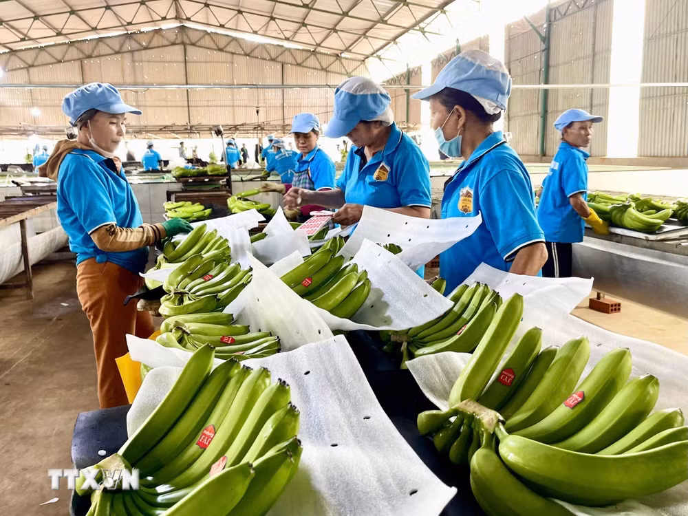 ttxvn-co-hoi-de-nong-san-chu-luc-cua-gia-lai-gia-nhap-thi-truong-trung-quoc-8218027.jpg