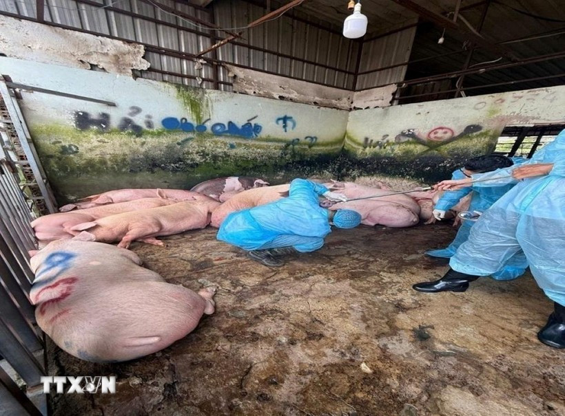 Ảnh minh họa. (Ảnh: TTXVN phát)