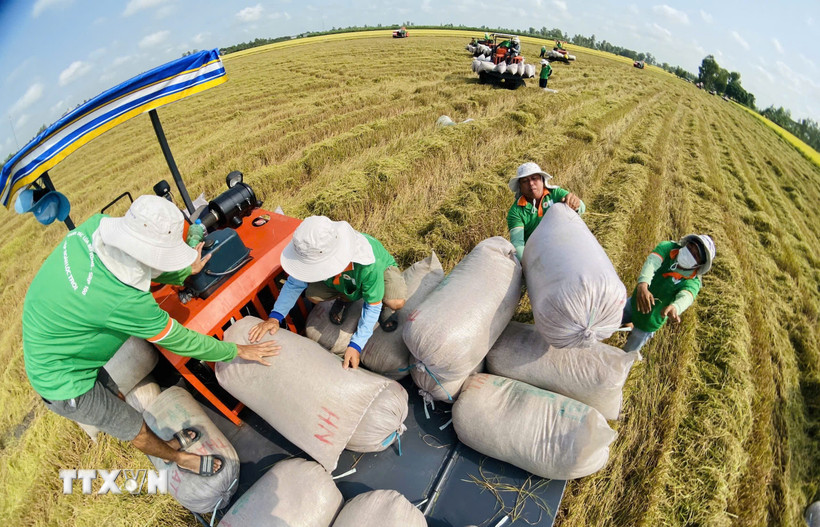 Trong giai đoạn 2026 - 2030, ngành nông nghiệp và môi trường dự kiến phấn đấu đạt tốc độ tăng trưởng 3,6-4%/năm. (Ảnh: Mạnh Linh/TTXVN)